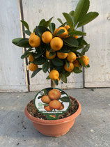 Calamondin Schale 20cm Durchmesser Höhe ca. 40cm