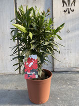 Oleander Busch rot Höhe ca. 55cm
