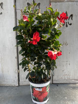 Dipladenie / Mandevilla Spalier 19cm Topf  Höhe ca. 75cm rot