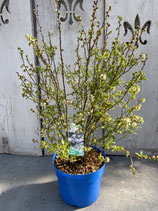 Blaubeere reine Pflanzenhöhe ca. 60cm 'Putte'