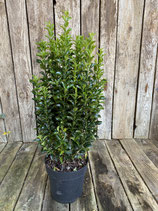 Euonymus japonicus 'Green Spire' Höhe 40/50cm