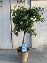 Solanum jasminoides Hochstamm klein