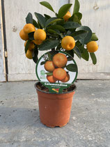Calamondin Hochstamm Topf 12cm Höhe ca. 40cm