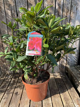 Rhododendron 'Lord Roberts' Pink Topfdurchmesser 29 cm reine Pflanzenhöhe ca. 55 cm