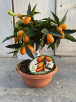Kumquat Schale 20cm Durchmesser Höhe ca. 35cm