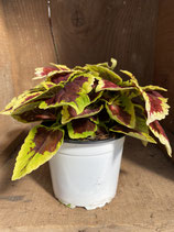 Coleus  rotorange / gelbgrüner Rand