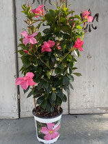 Dipladenie / Mandevilla Spalier 17cm Topf  Höhe ca. 75cm pink