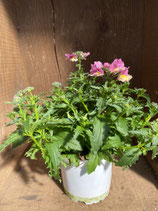 Nemesia rosa