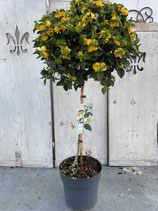 Lantana camara Hochstamm Topf 20cm gelb