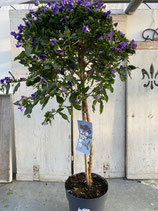 Solanum rant. Hochstamm