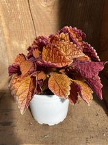 Coleus  rotorange