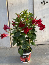 Dipladenie / Mandevilla Säule 14cm Topf  Höhe 50cm rot