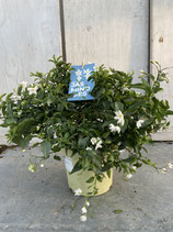 Solanum jasminoides Busch