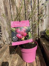 Pink Berry - The Pink Blueberry reine Pflanzenhöhe ca. 45cm