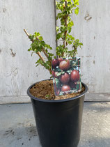 Rote Stachelbeere reine Pflanzenhöhe ca. 20-30cm