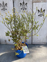 Blaubeere reine Pflanzenhöhe ca. 60cm 'Brigitta'