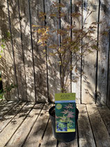Acer palmatum 'Orange Dream' Höhe ca. 70 cm