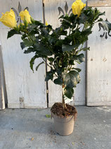 Hibiskus Hochstamm gelb