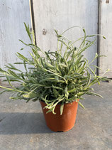 Lavendel heterophylla Topfdurchmesser 14cm Höhe ca. 25-30cm