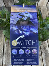 Hydrangea macrophylla (S)witch 'Kassiopeia blue'