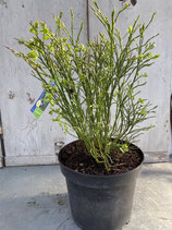 Blaubeere kompakt reine Pflanzenhöhe ca. 40cm
