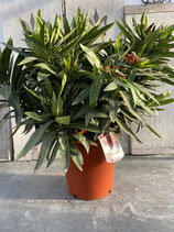 Oleander Busch groß rosa Höhe ca. 70cm