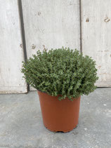 Thymian Busch Topfdurchmesser 19cm