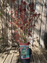 Acer palmatum 'Jerre Schwartz' Höhe ca. 70 cm
