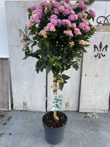Lantana camara Hochstamm Topf 20cm rosa