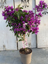 Bougainvillea Hochstamm