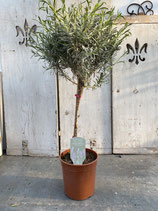 Lavendel Hochstamm Topfdurchmesser 19cm Höhe ca. 80cm