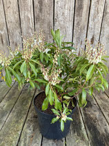 Pieris japonica 'Forrest Flame' Höhe ca. 30cm