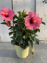 Hibiskus Busch pink