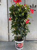 Dipladenie / Mandevilla Spalier 17cm Topf  Höhe ca. 75cm rot