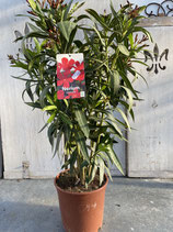 Oleander Busch rot Höhe ca. 75cm