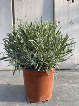 Lavendel Busch Topf 19cm Gesamthöhe ca. 40cm