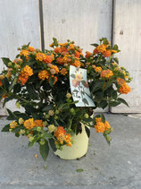 Lantana camara Busch orange/gelb