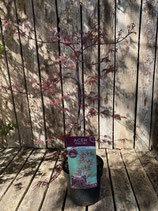 Acer palmatum 'Red Feathers' Höhe ca. 70 cm