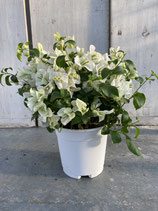 Bougainvillea Busch weiß