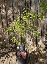 Acer ginnala 'Feuer Ahorn' Höhe ca. 65 cm