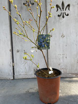 Blaubeere reine Pflanzenhöhe ca. 40-50cm