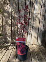 Acer palmatum 'Twombly´s Red Sentinel' Höhe ca. 70 cm