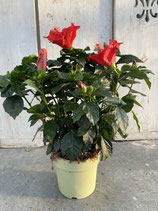 Hibiskus Busch rot