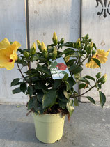 Hibiskus Busch gelb
