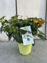 Lantana camara Busch