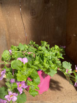Bacopa rosa
