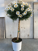 Margeritenhochstamm Topfdurchmesser 19cm weiß