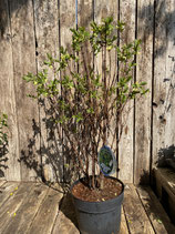 Sibirische Blaubeere  reine Pflanzenhöhe ca. 65cm