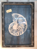 Glass Framed Navy Spiral Shell Print