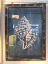 Glass Framed Navy Conch Shell Print